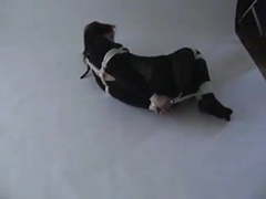 KiloGirls presents: Hogtied in catsuit